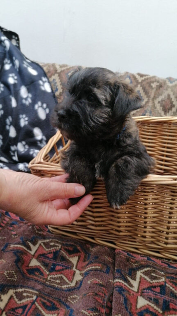 Playful, Healthy Robust Pups