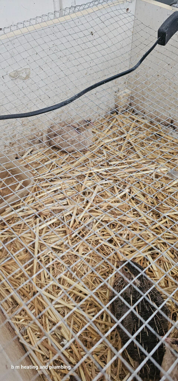 4 week old quails 4 female 1 male