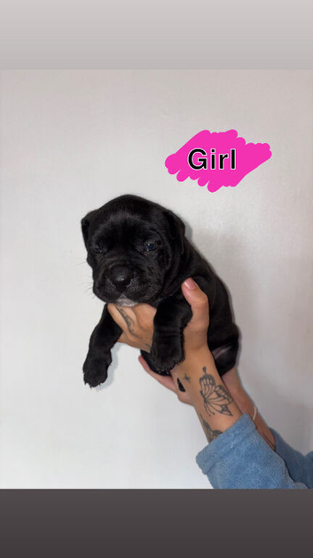 Cane corso x puppies