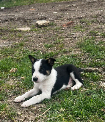 3 border collie pups for sale