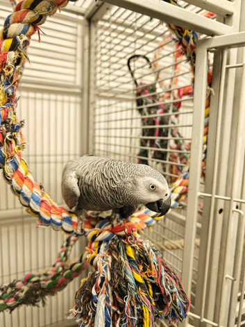 Male tame