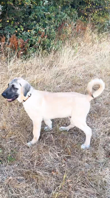 Kangal pup&rsquo;s