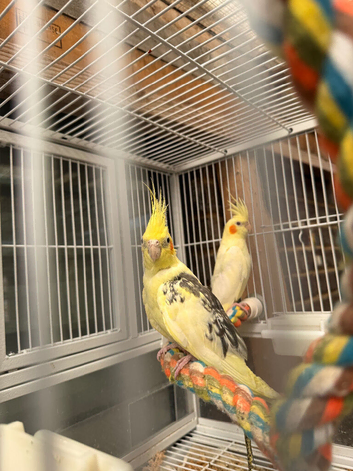 Baby cocktails for sale
