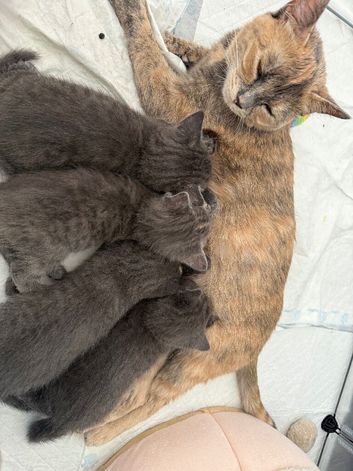 Kittens