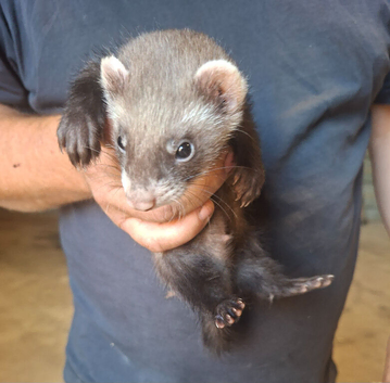 11 Week Old Micro Ferret- Hob