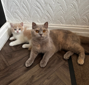 Cream and white British shorthair kitten