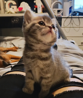 British shorthair cross kittens for sale
