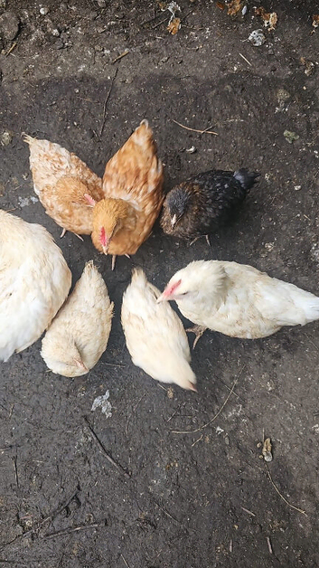 Chicks