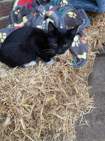 Kitten