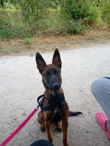 8 month old Belgian malinois