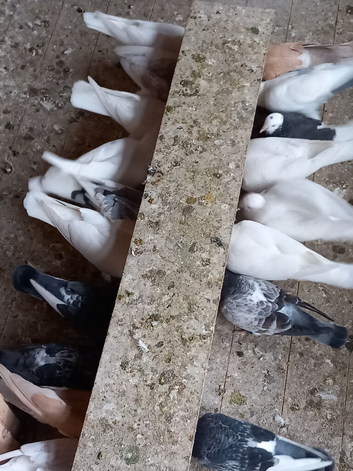 Rapiedo pigeons for sale