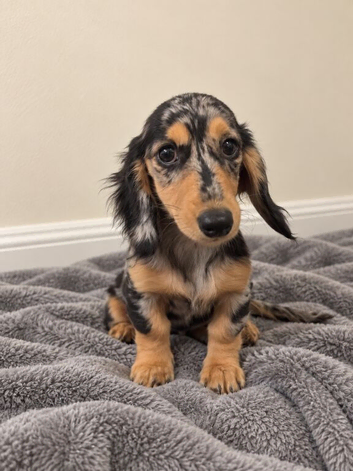 Silver dapple long haired female miniature dachshund