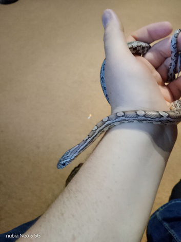 Corn snake
