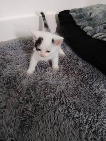 Beautiful kittens ready to leave now