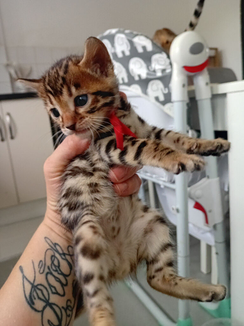 2 stunning pure breed bengal kits