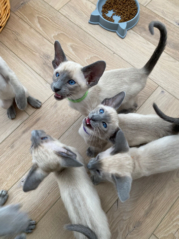 Pedigree GCCF Registered Siamese Kittens