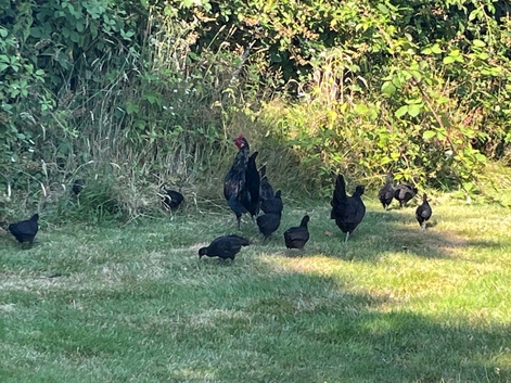 Free chicks to good home