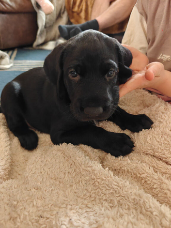 KC registered German Wirehaired Pointer puppies