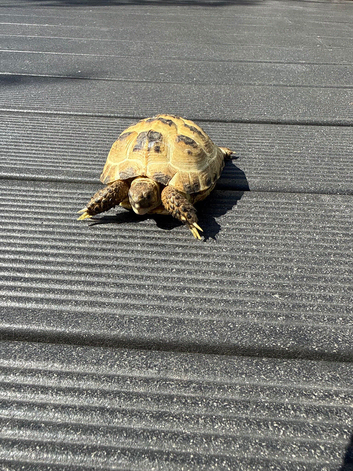 Horsefields Tortoise juvenile 4 inches  and bigger