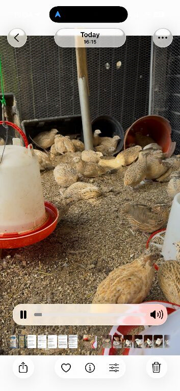 Jumbo coturnix quality birds