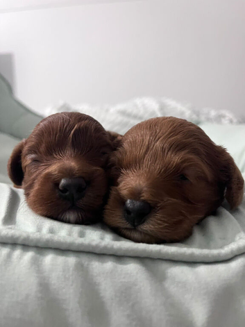 Beautiful toy cavapoo's