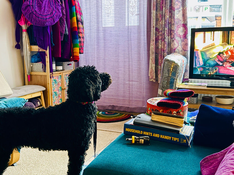 Gentle and loving poodle girl