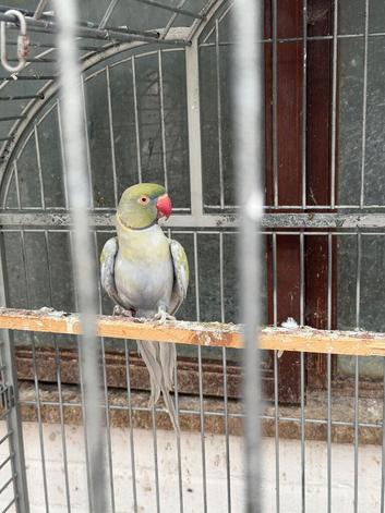 Blue and purple breeding pair