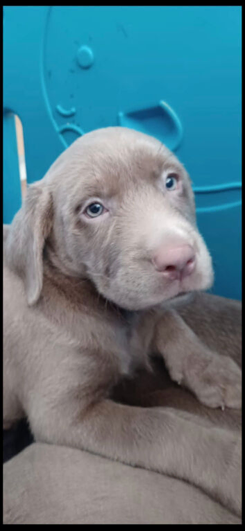 Silver labrador pups for sale