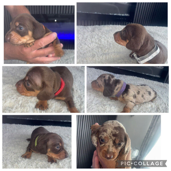 Kc miniature dachshunds