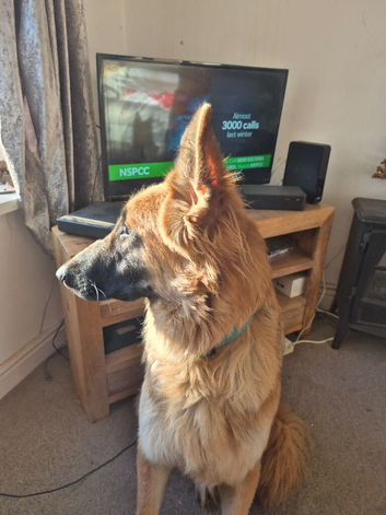 18 months old gsd