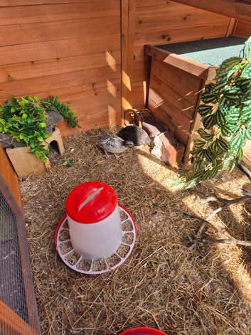 Quail pair and housing for sale