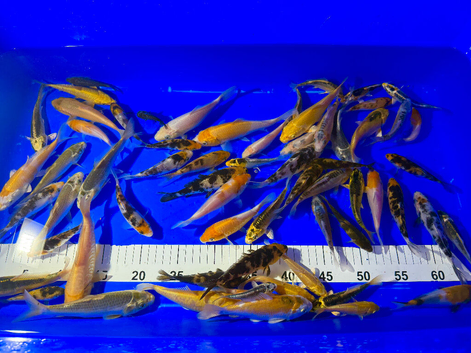Koi Carp Pond Fish