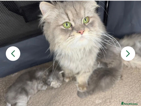 Adorable Persian babies