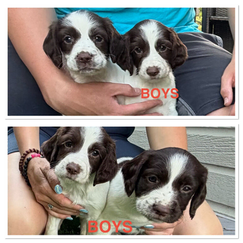 Goregous Litter of Springer Spaniels