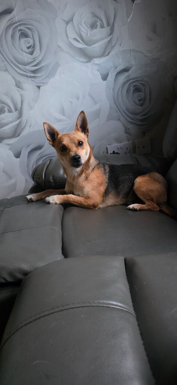 Jack russel