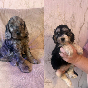 Last 2 beautiful f1 cockapoo puppies
