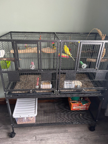 Two budgies with cage