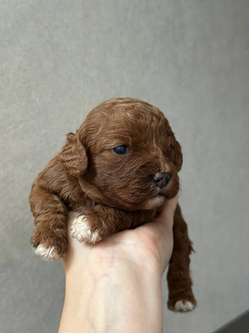 2 Adorable Puppies Looking for Loving Homes!
