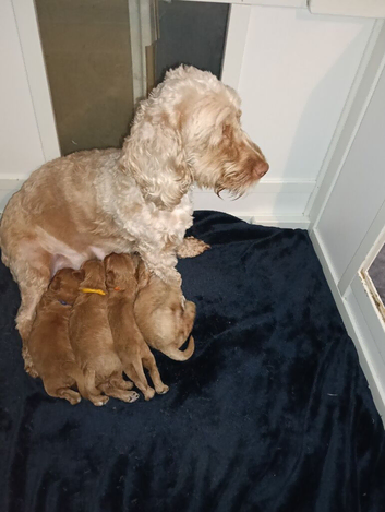 F1b cockapoo puppies for sale