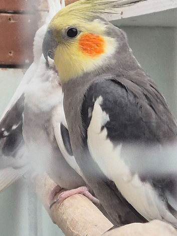 Grey male cockatiel