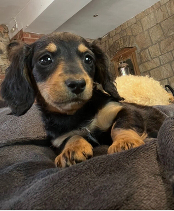 Miniature Dachshund