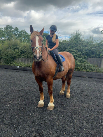 16.2h 6 year old French draught mare