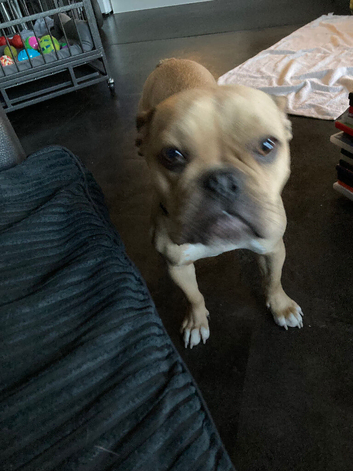 French bulldog