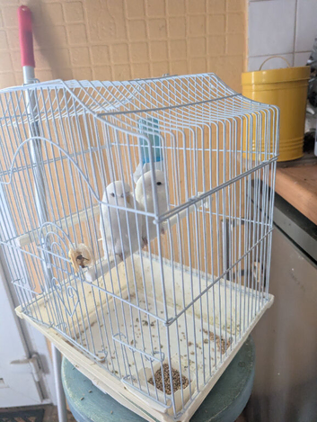 Baby budgies for sale