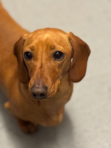 Beautiful 3\-Year\-Old Miniature Dachshund - Lola Looking for Her Forever Home