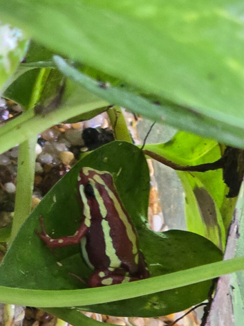 Santa Isabel dart frog.