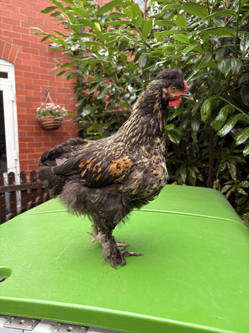Pilkie Cockerel looking for new pastures