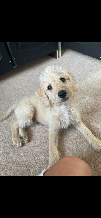 labradoodle puppy