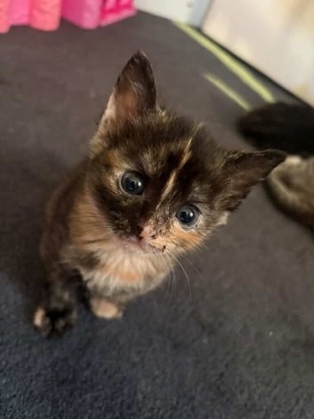 Gorgeous kittens