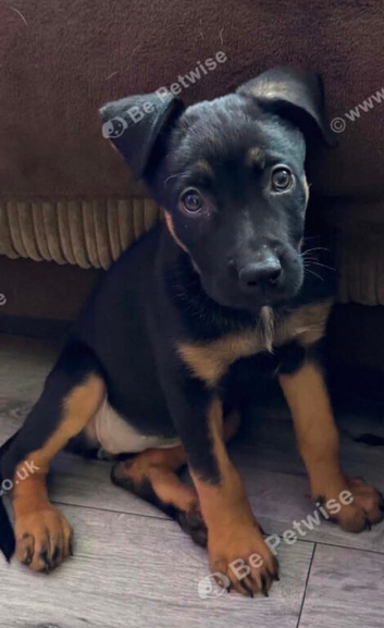 GSD Female Puppy